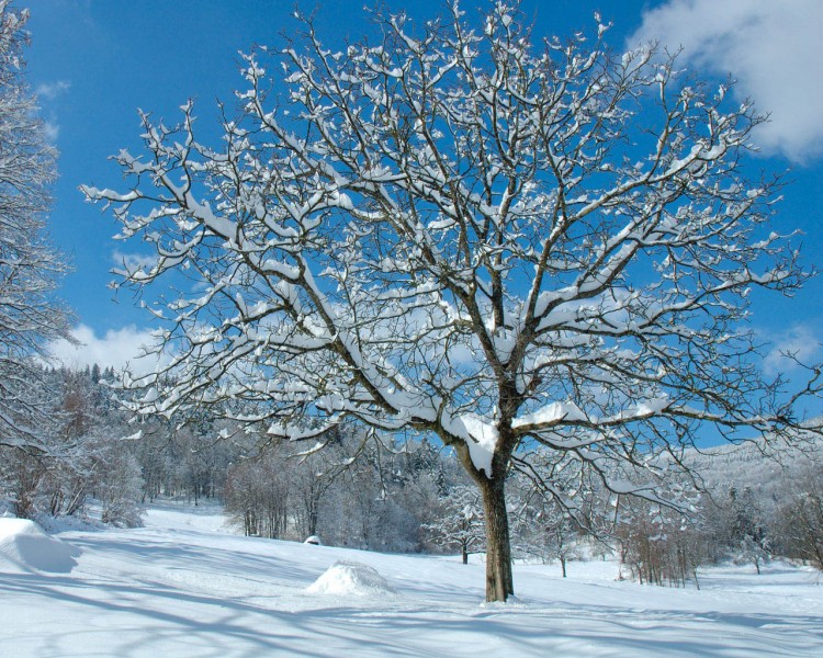 Wallpapers Nature Saisons - Winter Arbre enneig 1