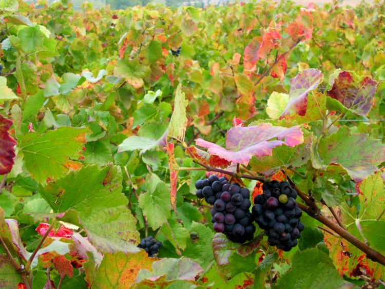 Fonds d'cran Nature Plantes - Arbustes vignes en automne