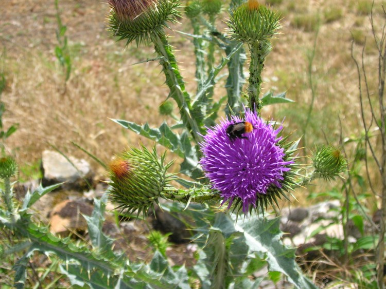 Fonds d'cran Nature Fleurs Chardon