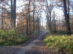 Fonds d'cran Nature Chemin