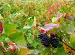 Fonds d'cran Nature vignes en automne