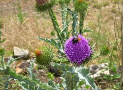 Fonds d'cran Nature Chardon