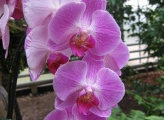 Fonds d'cran Nature Orchides rose