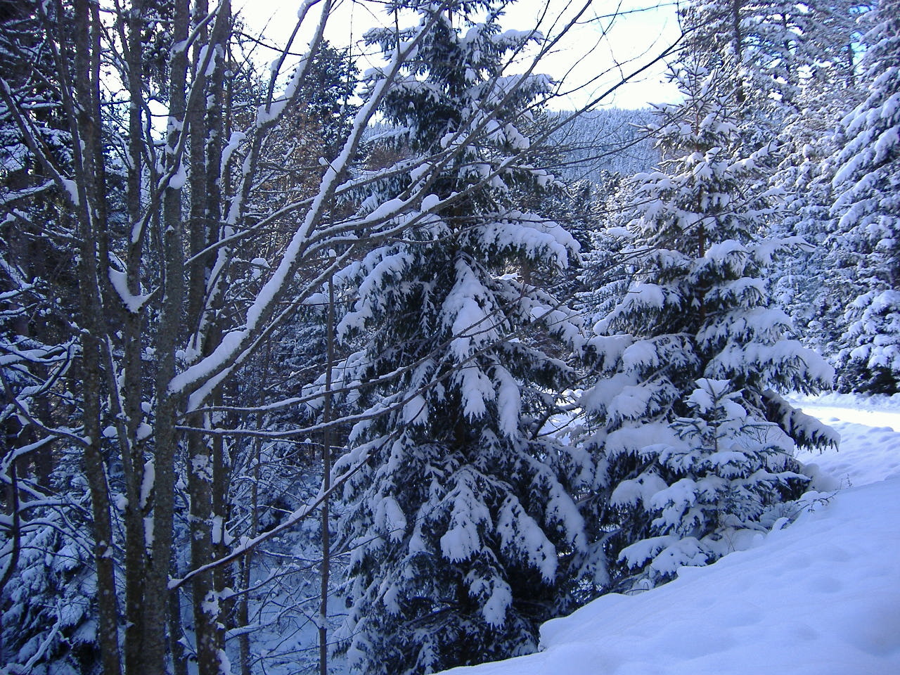 Fonds d'cran Nature Arbres - Forts la neige