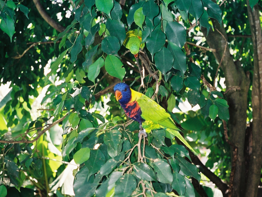 Fonds d'cran Animaux Oiseaux - Divers tropical