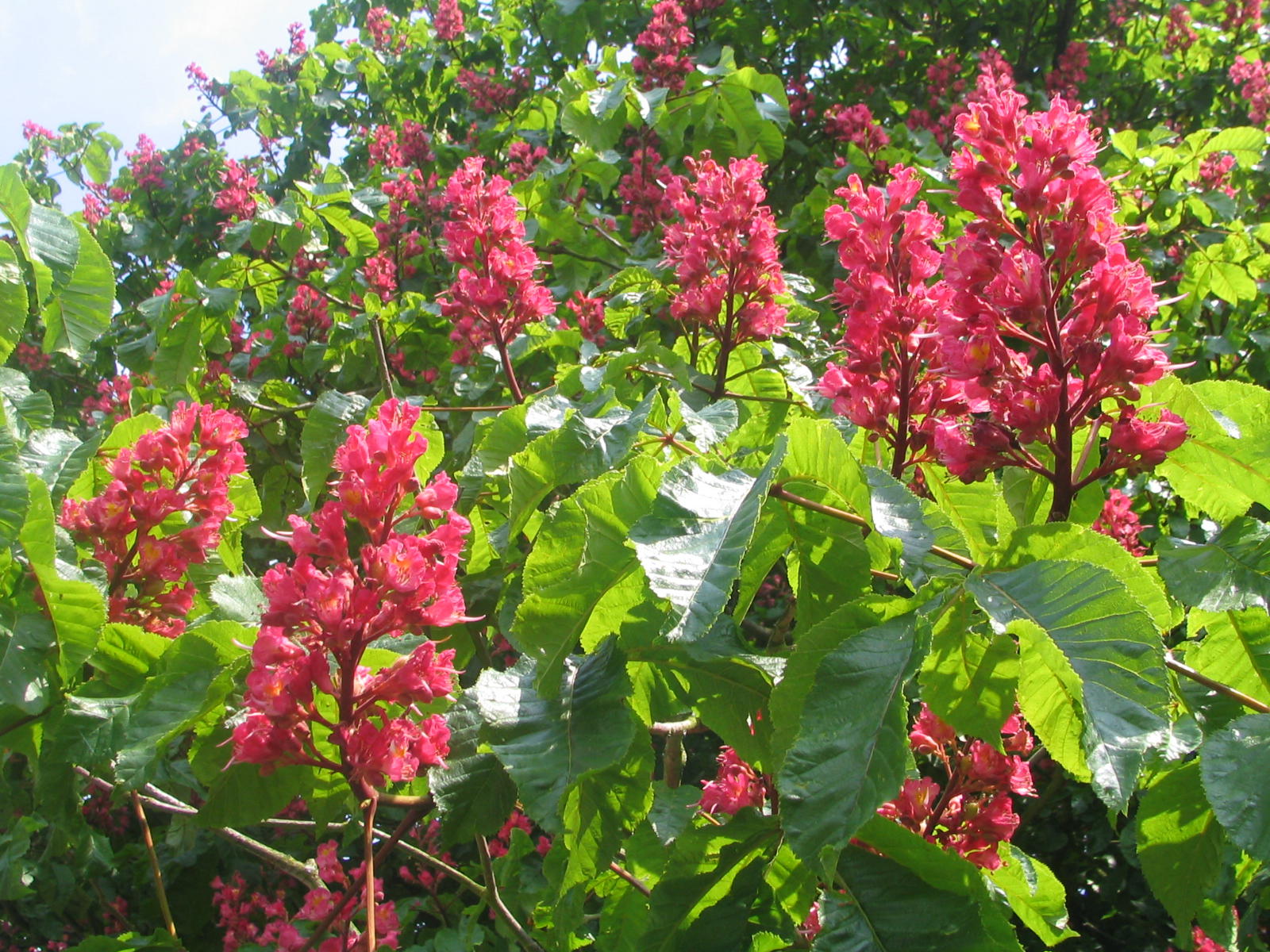 Fonds d'cran Nature Fleurs 