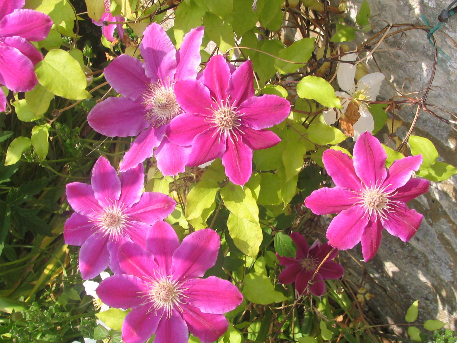 Fonds d'cran Nature Fleurs 