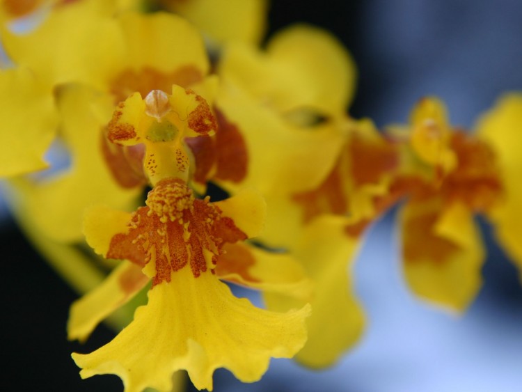 Fonds d'cran Nature Fleurs Orquidea Amarilla