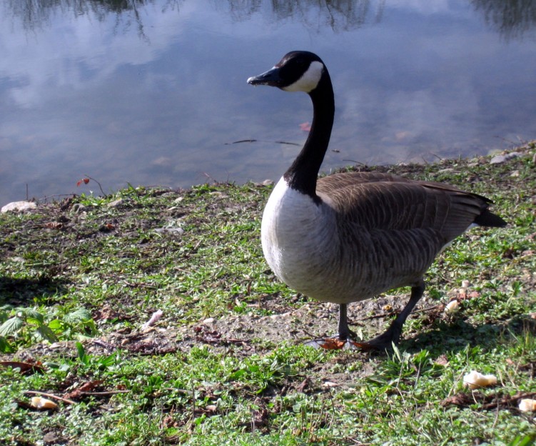 Wallpapers Animals Birds - Ducks Une bernache du Canada!!