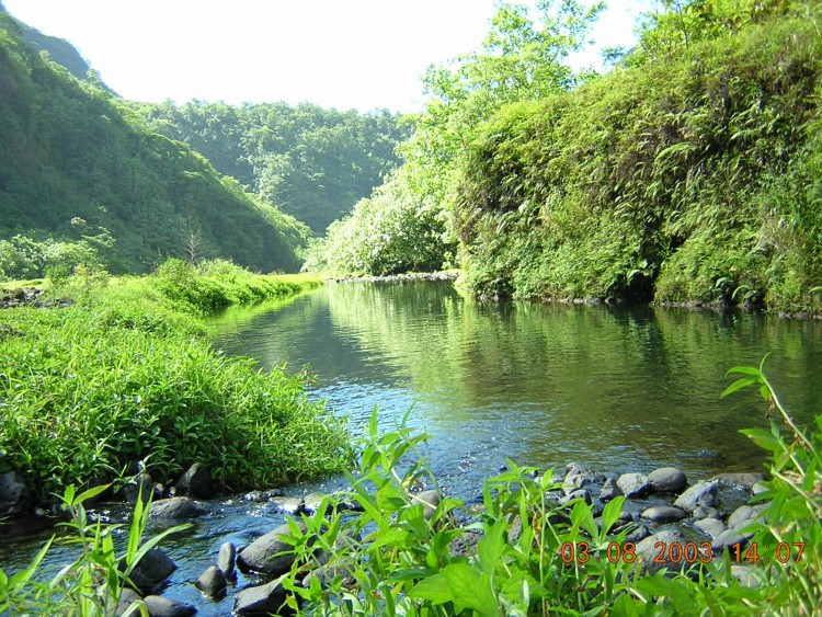 Wallpapers Nature Rivers - Torrents petit coin de fraicheur