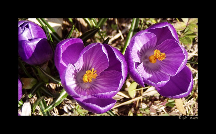 Wallpapers Nature Flowers Crocus