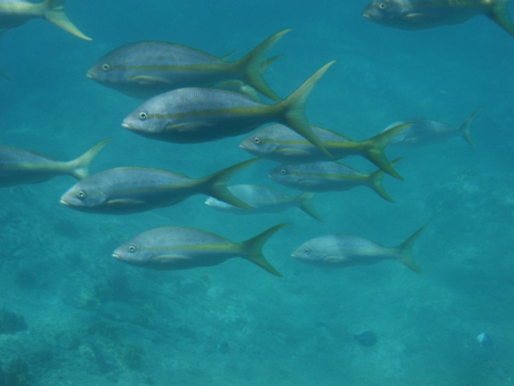 Fonds d'cran Animaux Vie marine - Poissons sous l'eau