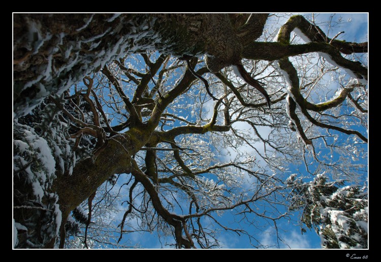 Wallpapers Nature Trees - Forests Chne tortueux