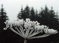 Wallpapers Nature Saison du givre