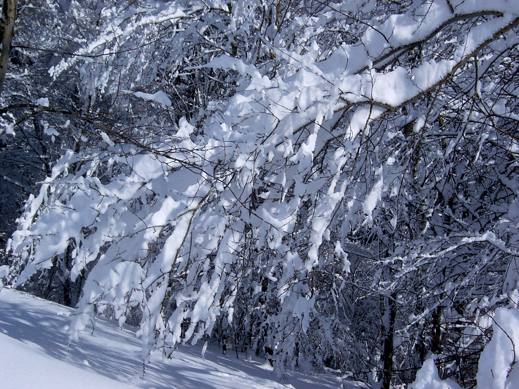 Fonds d'cran Nature Saisons - Hiver Branche enneige