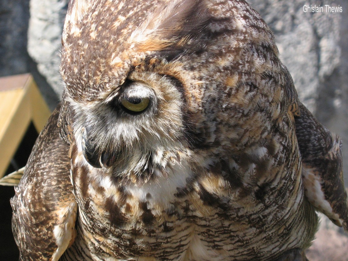 Fonds d'cran Animaux Oiseaux - Rapaces divers 