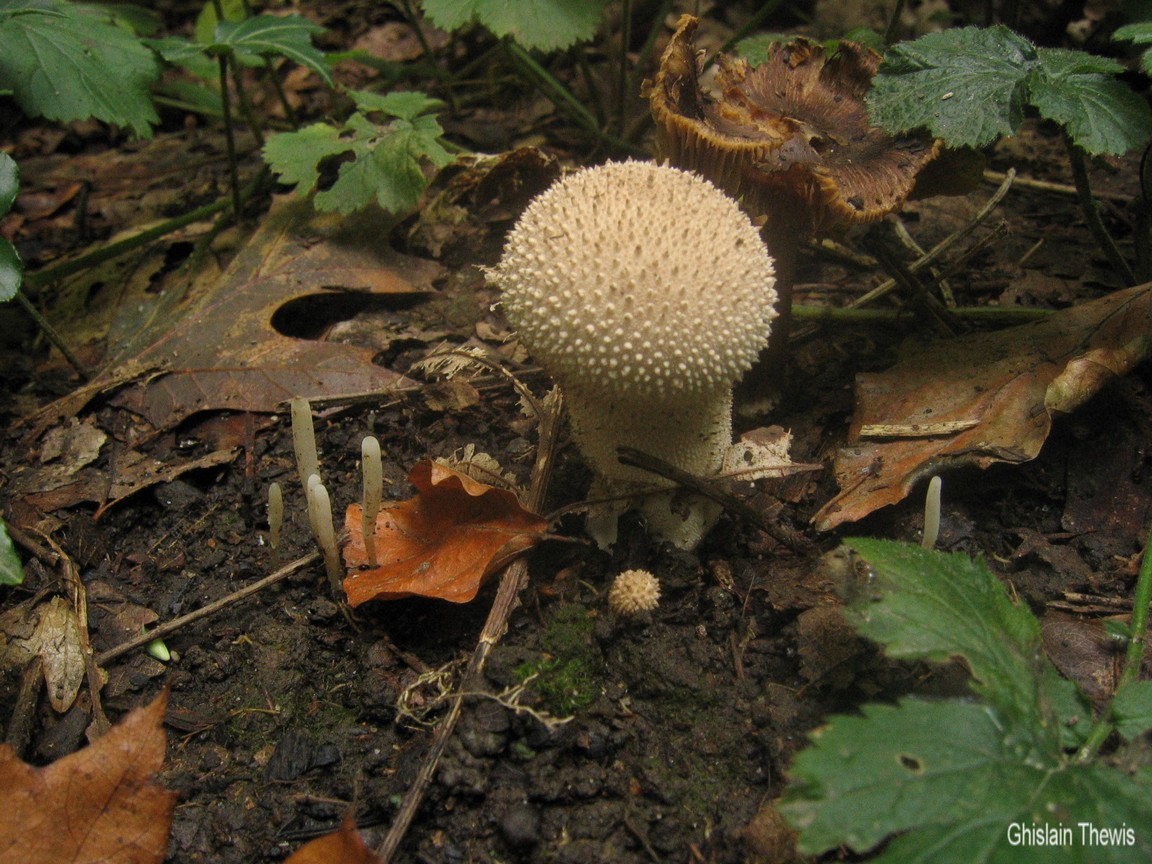 Wallpapers Nature Mushrooms 