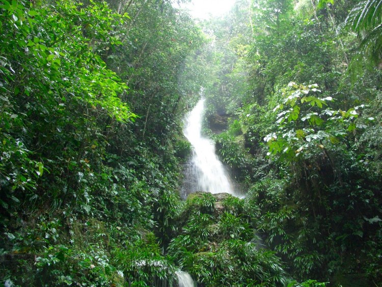 Fonds d'cran Nature Cascades - Chutes Cascada en la Selva