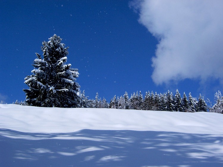 Fonds d'cran Nature Saisons - Hiver La splendeur de l'hiver