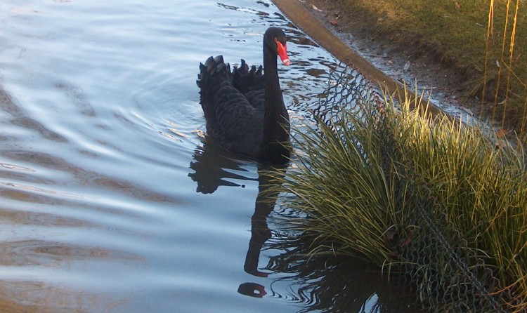 Wallpapers Animals Birds - Ducks Le cygne noir.