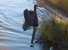 Wallpapers Animals Le cygne noir.