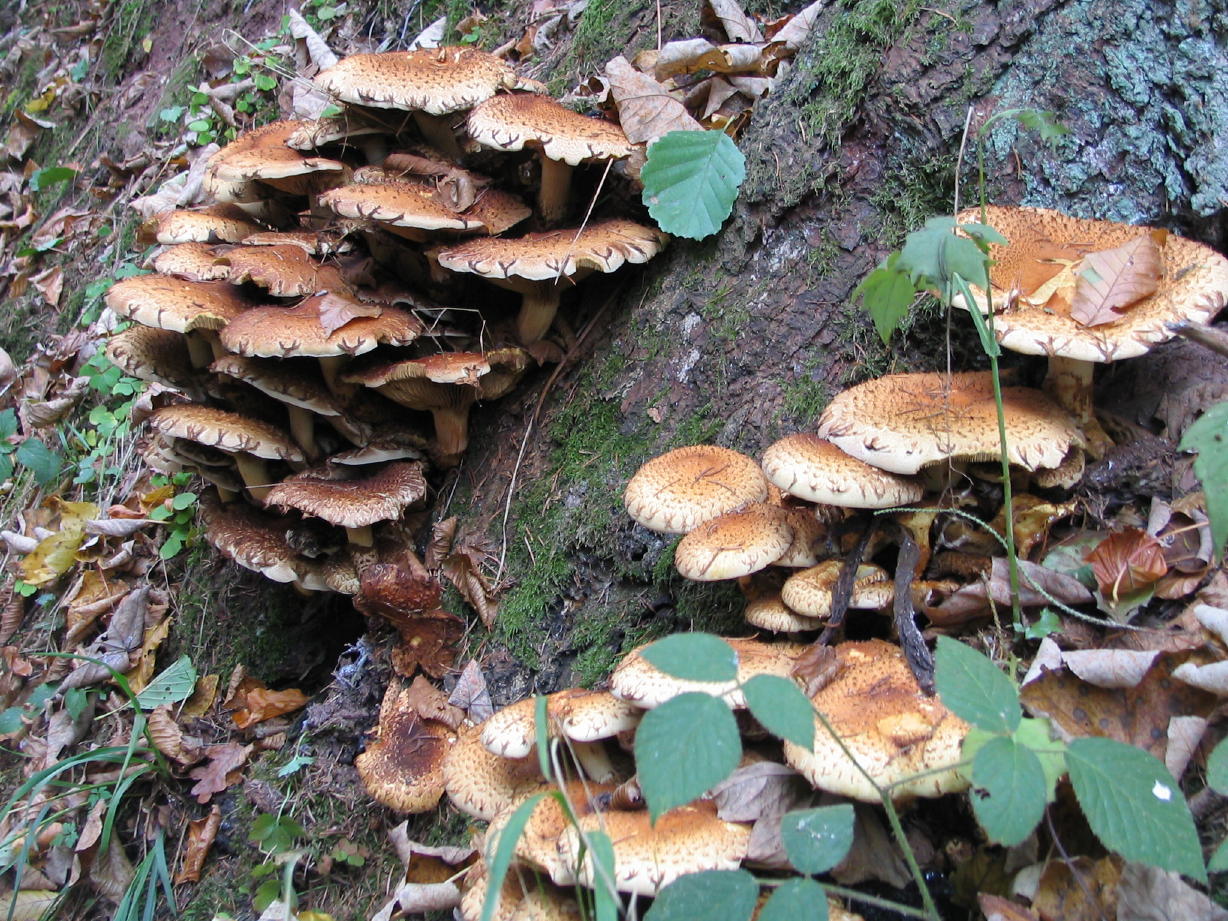 Fonds d'cran Nature Champignons armillaire couleur de miel