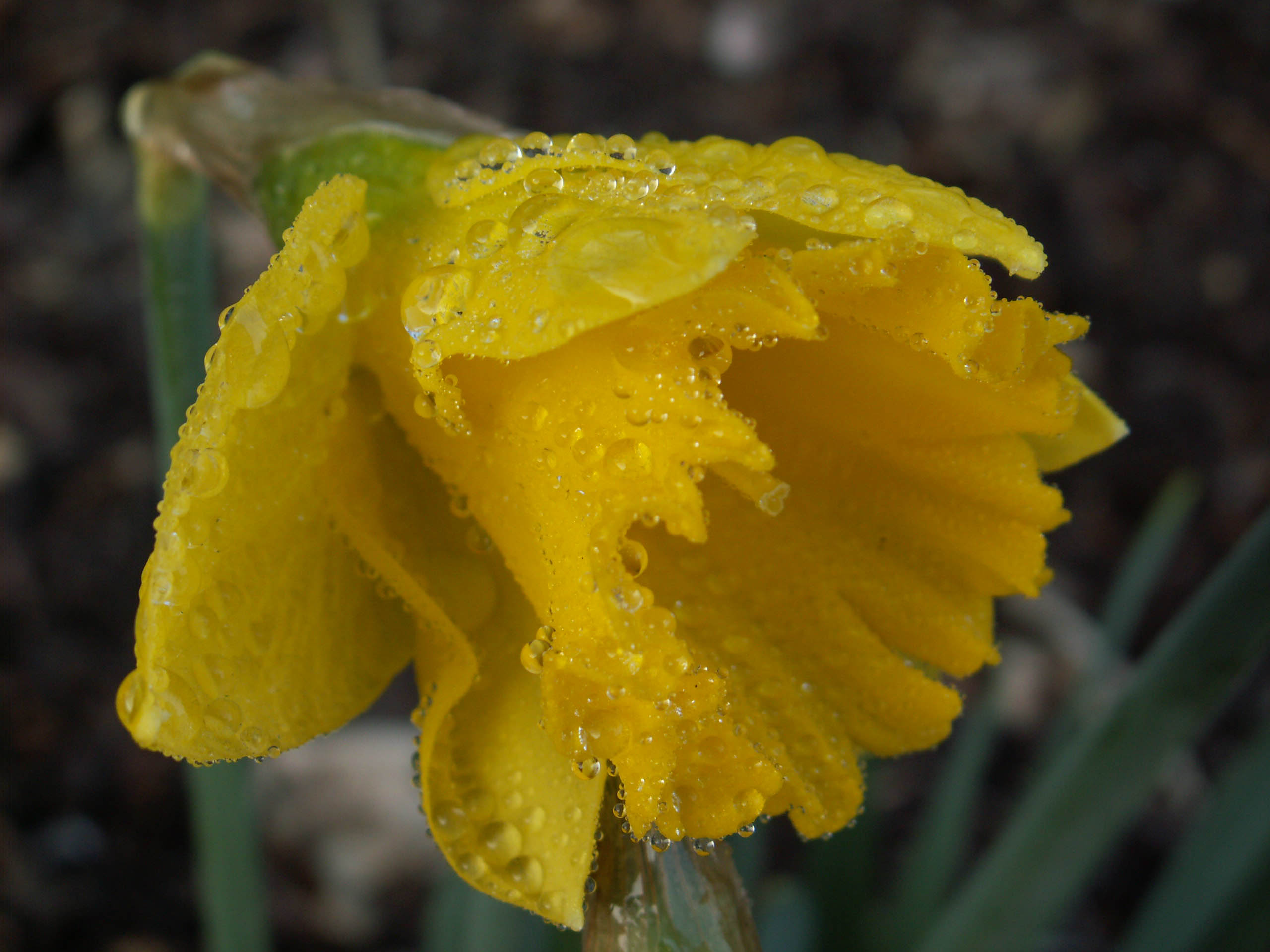 Wallpapers Nature Flowers jonquille sous la pluie