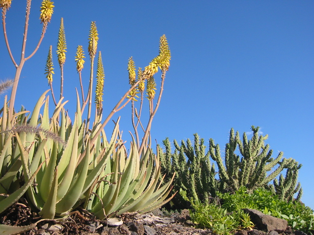 Fonds d'cran Nature Fleurs Vgtation  Tenerife 1 (Canaries)