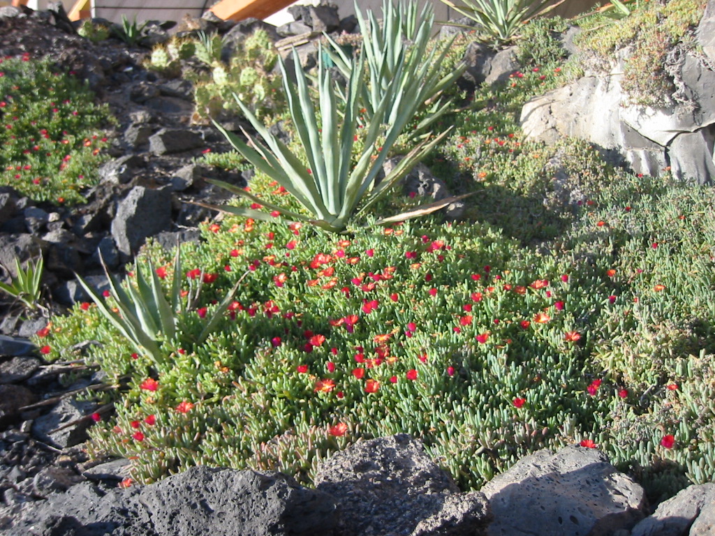 Wallpapers Nature Flowers Vgtation  Tenerife 3 (Canaries)