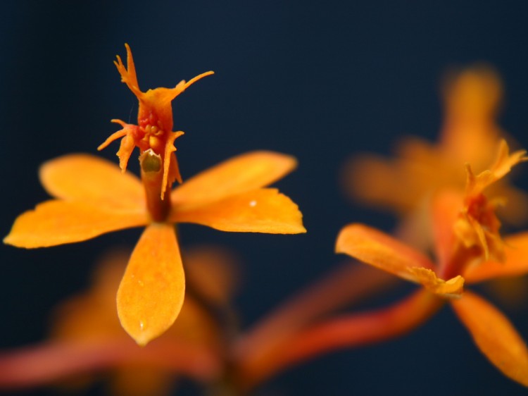 Wallpapers Nature Flowers Orquidea Naranja