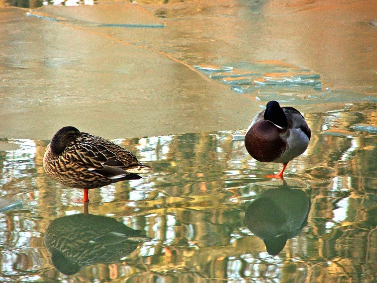 Fonds d'cran Animaux Oiseaux - Canards Saison du gel