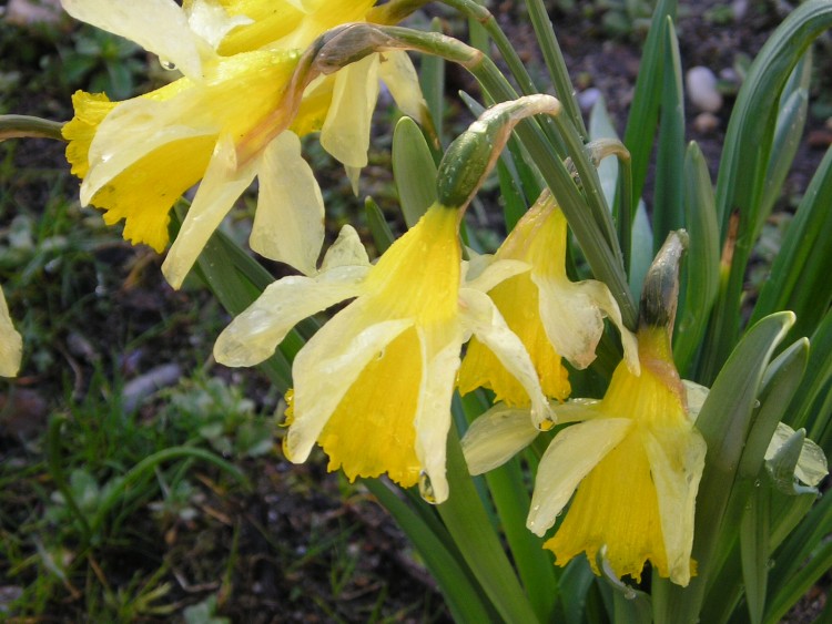 Wallpapers Nature Flowers jonquilles