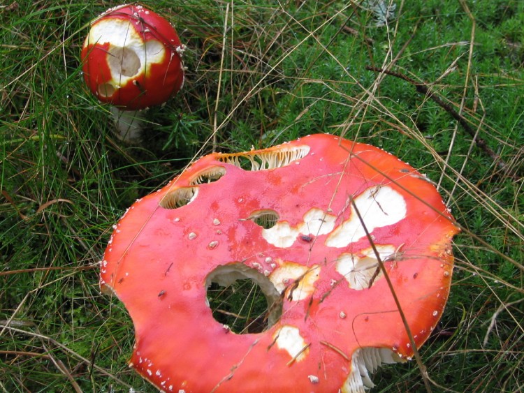 Fonds d'cran Nature Champignons aamanite tue mouche