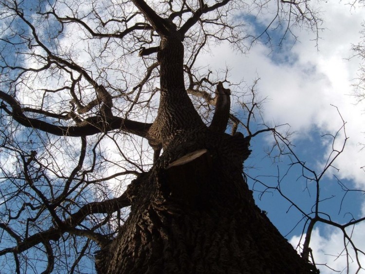 Fonds d'cran Nature Arbres - Forts CHENE