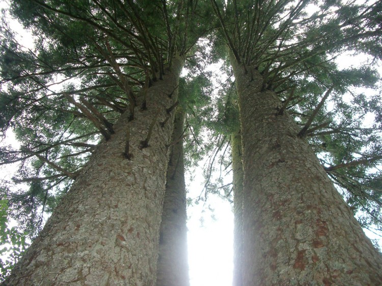 Fonds d'cran Nature Arbres - Forts Grands arbres