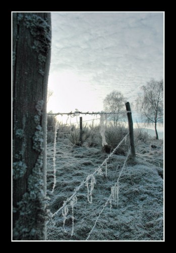 Wallpapers Nature Saisons - Winter Aprs le brouillard givrant