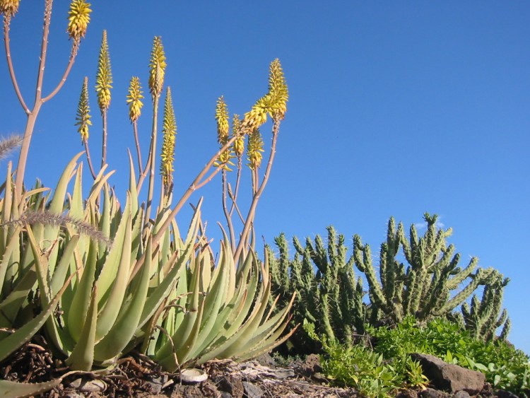 Fonds d'cran Nature Fleurs Vgtation  Tenerife 1 (Canaries)