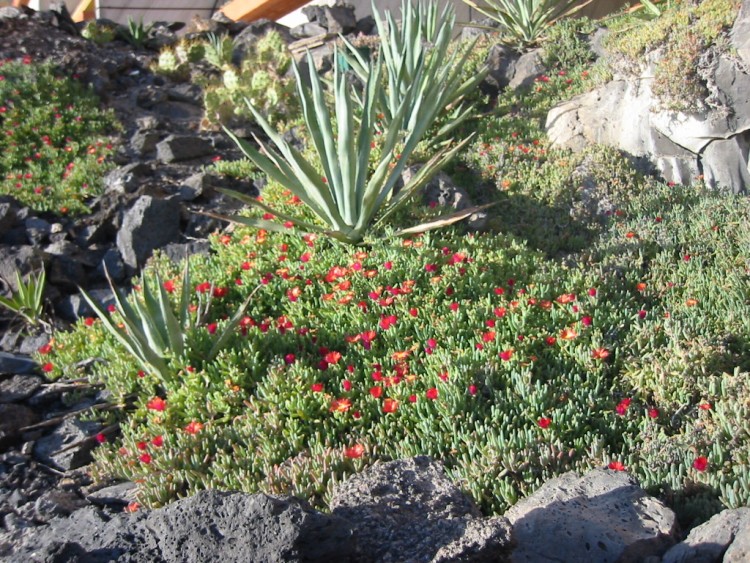 Wallpapers Nature Flowers Vgtation  Tenerife 3 (Canaries)