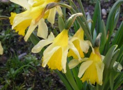 Wallpapers Nature jonquilles