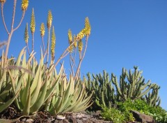 Fonds d'cran Nature Vgtation  Tenerife 1 (Canaries)