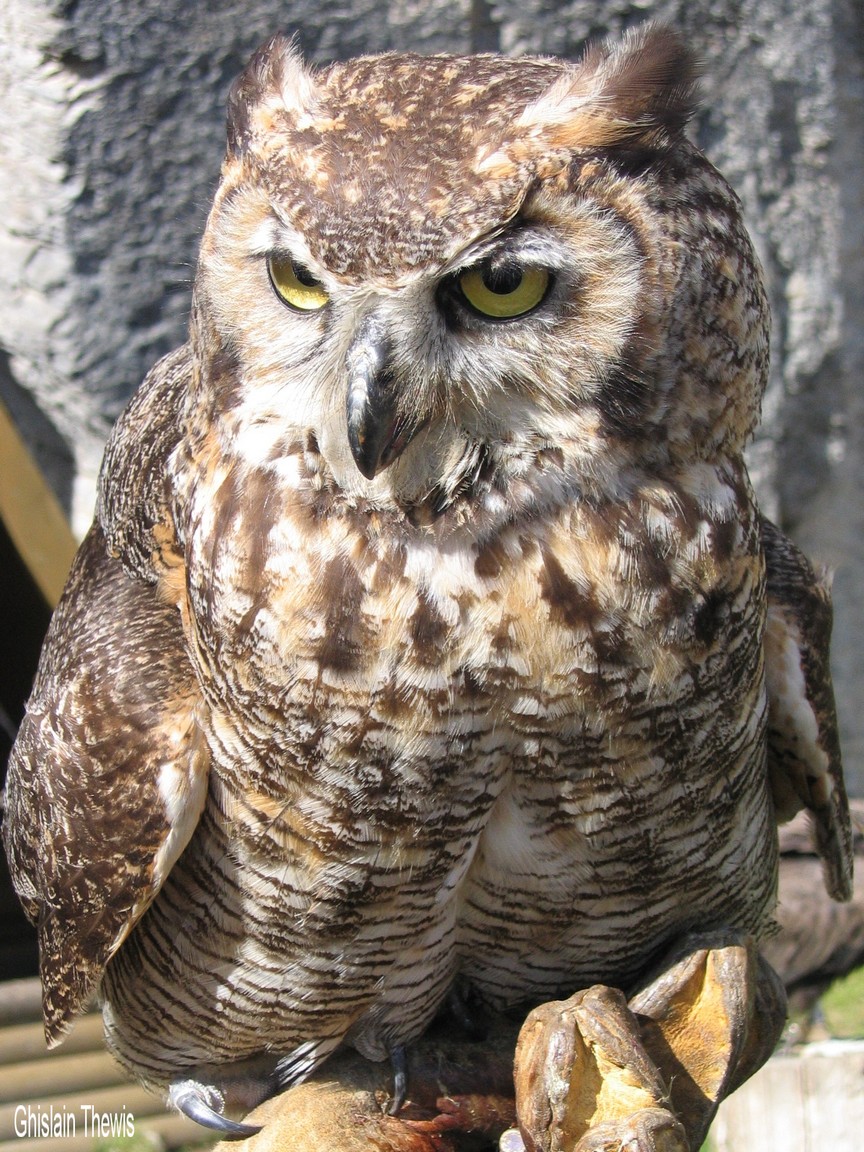 Fonds d'cran Animaux Oiseaux - Hiboux et Chouettes 