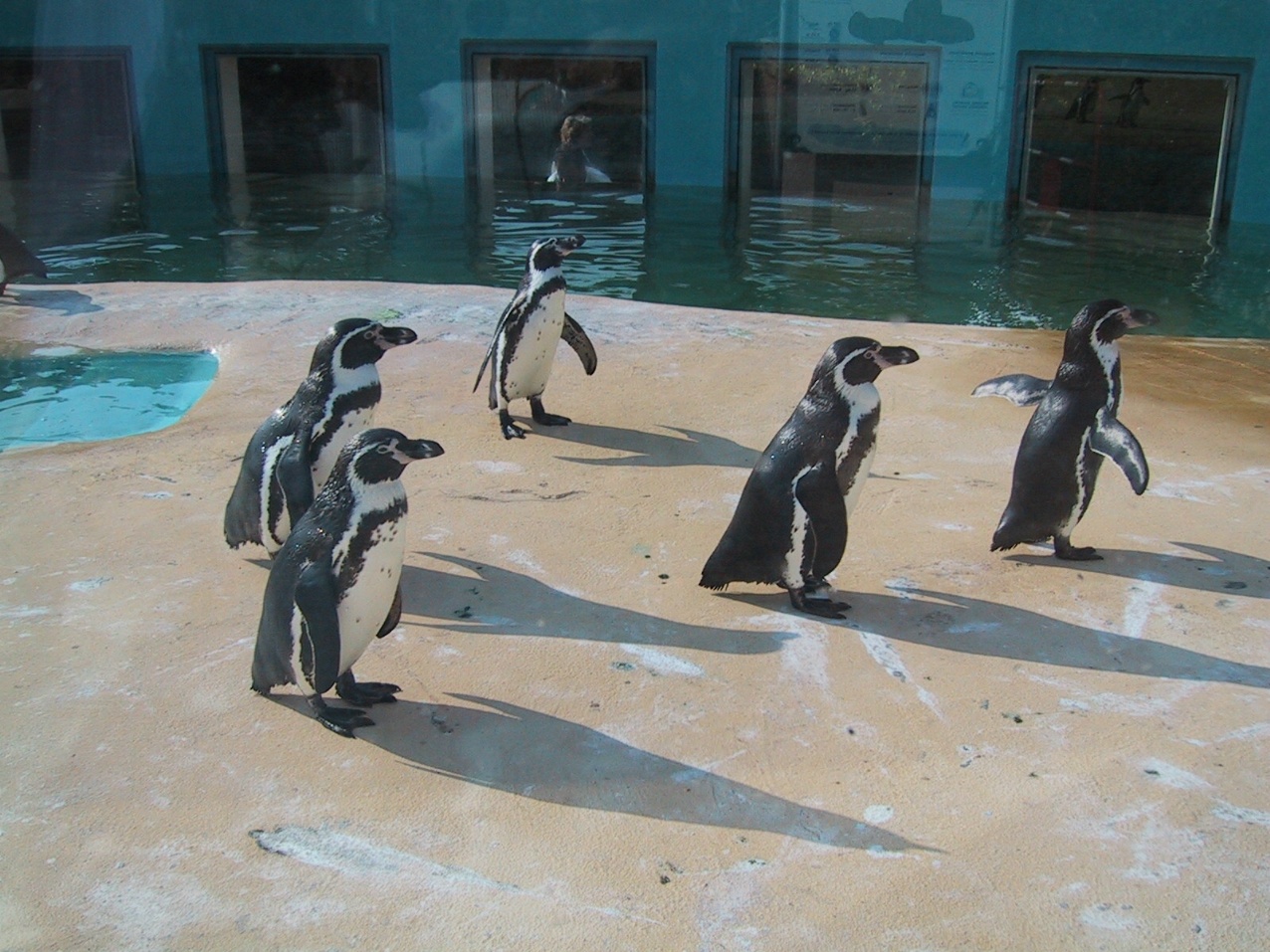 Fonds d'cran Animaux Oiseaux - Manchots Manchot en bassin