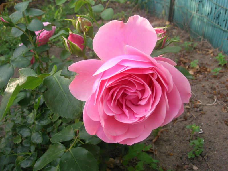 Fonds d'cran Nature Fleurs Rose...