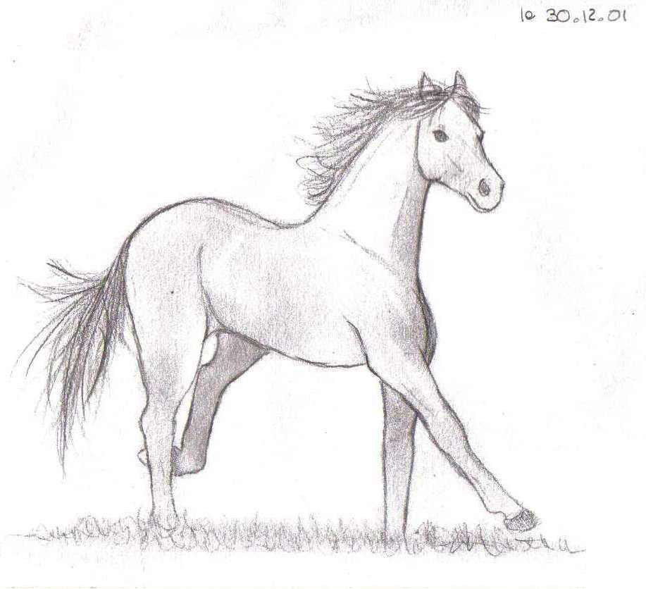 Fonds d'cran Art - Crayon Animaux - Chevaux Free Horse