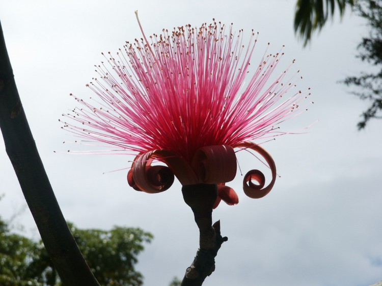 Fonds d'cran Nature Fleurs La Guadeloupe