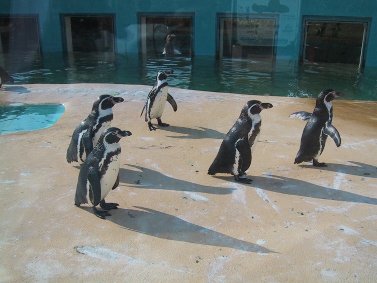 Fonds d'cran Animaux Oiseaux - Manchots Manchot en bassin