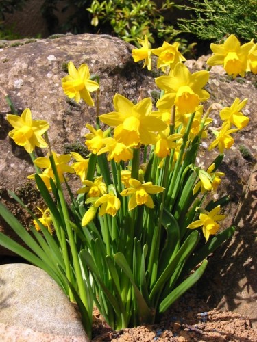 Fonds d'cran Nature Fleurs Jonquilles