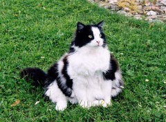 Fonds d'cran Animaux Un gros chat dans le jardin