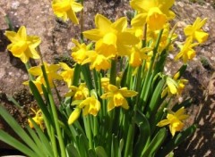 Fonds d'cran Nature Jonquilles