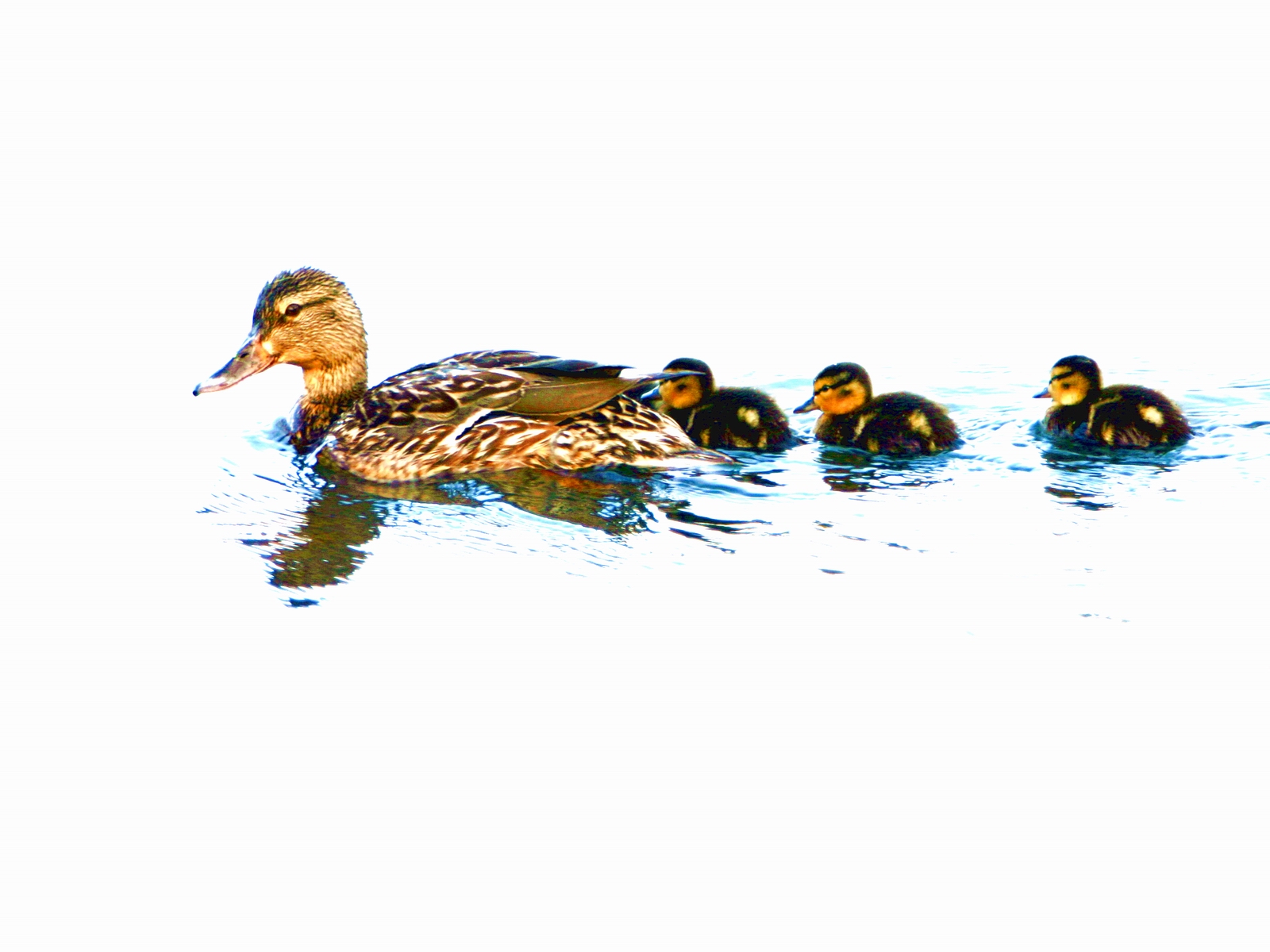 Wallpapers Animals Birds - Ducks Les colver